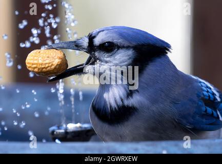 Bluejay si tuffa nella fontana del giardino dopo una arachidi galleggiante Foto Stock