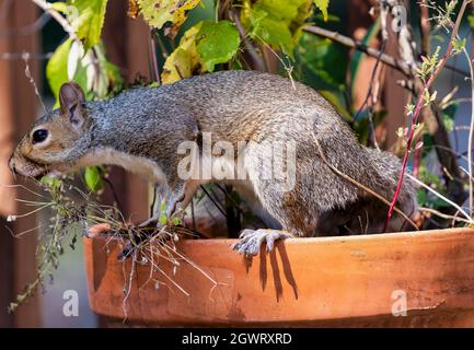 Lo scoiattolo si prepara a saltare da una pentola di fiori Foto Stock