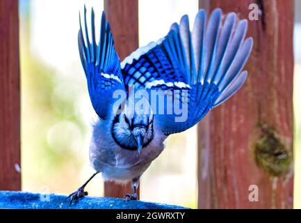 Bluejay si tuffa nella fontana del giardino dopo una arachidi galleggiante Foto Stock