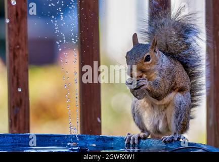 Lo scoiattolo si prepara a saltare da una pentola di fiori Foto Stock