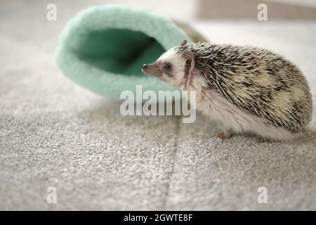 Hedgehog. Casa pygmy africana hedgehog .House per un hedgehog.Cute hedgehog e casa morbida Foto Stock