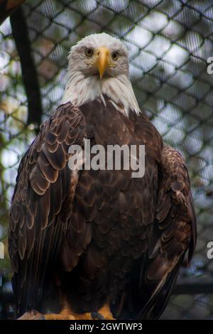 Un Captive American Bald Eagle che guarda in giù nella macchina fotografica - Haliaeetus leucocephalus Foto Stock