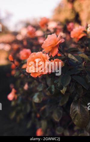 Alcune rose che hanno un aspetto incantevole. Foto Stock