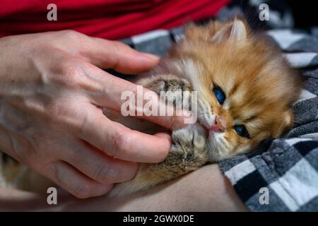 Gattini carini che giacciono sul braccio del proprietario e che giocano gli uni con gli altri, gatti che mordono le dita della gente. Buon divertimento. Il bambino oro britannico longhair è tagliato Foto Stock
