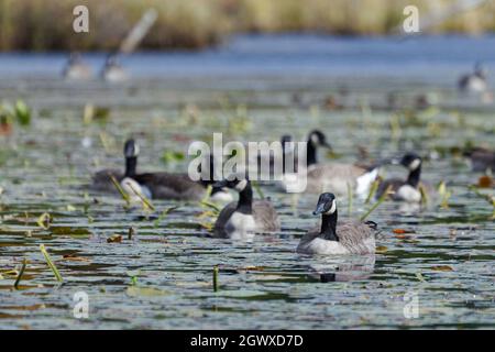 Un piccolo gregge di oche canadesi su un lago poco profondo. Quebec, Canada Foto Stock