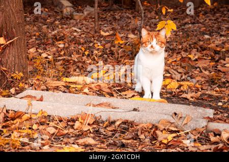 gatto bianco con macchie rosse sul primo piano del fogliame autunnale 1 Foto Stock