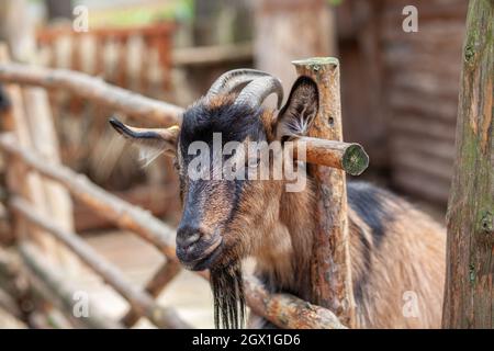 Una capra cornuta si affaccia attraverso una recinzione di legno. L'animale chiede cibo ai visitatori. Angolo rurale. Foto Stock