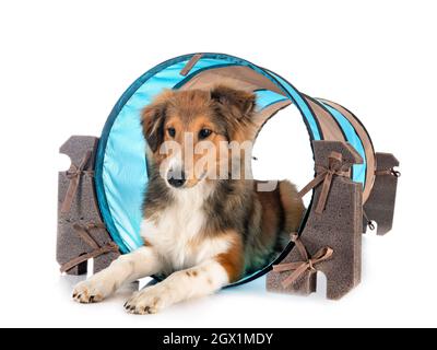 Shetland Sheepdog davanti a uno sfondo bianco Foto Stock