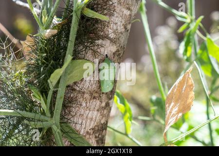 Western Monarch Butterfly, Danaus Plexippus, stadio Chrysalis precoce, da vicino attaccato a un tronco di albero in un giardino casa della California Foto Stock