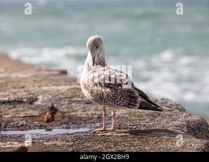 Un gabbiano di mare giovanile si siede sulla parete di mare in una giornata autunnale soleggiato e ventilata a Porthleven, Cornovaglia. Foto Stock