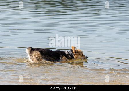 Welsh Corgi Pembroke Dog nuota nel lago e gode Di una giornata di sole
