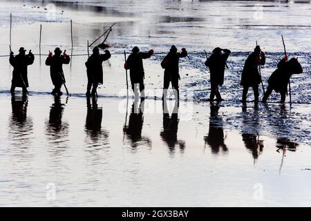 Pescatori che tirano reti silhouette tradizionale raccolta stagno di carpe ceco Stagno Bosilec. Boemia meridionale Repubblica Ceca Foto Stock