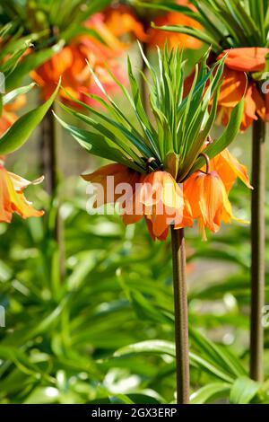 Fritillaria imperialis 'Sunrise', Crown Imperial 'Sunrise', fiori a forma di campana arancione luminoso all'inizio della primavera. Foto Stock