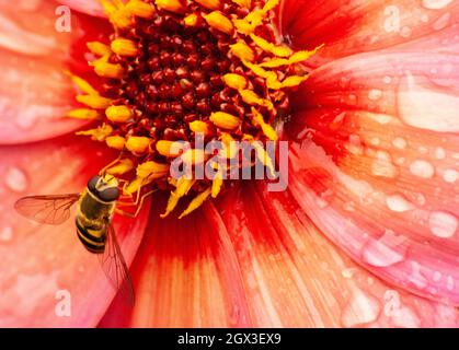 Dahlia e Insect Foto Stock