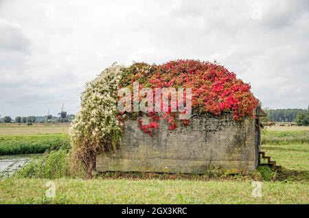 Sleeuwijk, Paesi Bassi, 2 ottobre 2021: Bunker di cemento in un campo molto cresciuto come parte dello storico patrimonio mondiale olandese delle linee d'acqua Foto Stock