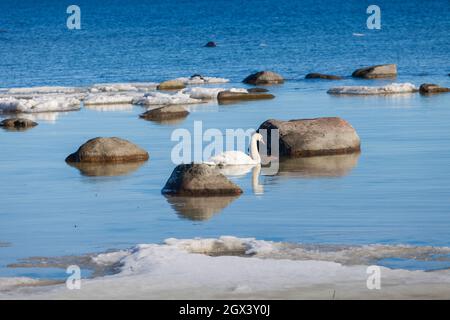 Cigni vicini alla riva del mare. Ghiaccio, bullonatori, Mar Baltico in inverno Foto Stock