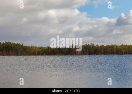 Palude lago con piccoli alberi intorno. Estonia. Foto Stock