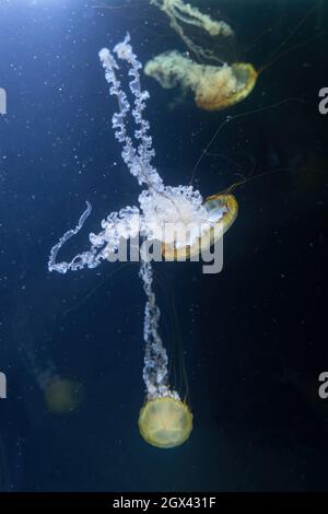 Mare della costa occidentale medusa di ortica (Chrysaora fusescens), scifozoan planctonico della famiglia: Pelagiidae, regione: Oceano Pacifico orientale Foto Stock