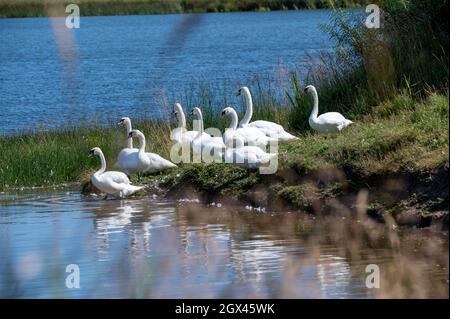 Gruppo di Mute Swans in Drinidge Pools, Northumberland, Regno Unito Foto Stock