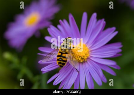 Primo piano delle api. Fiore viola brillante autunno della famiglia Asteraceae. L'insetto striato raccoglie nettare dal nucleo giallo. Macro vita selvaggia. Naturale Foto Stock