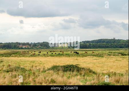 Bestiame al pascolo sul paludi a Blakeney Freshes tra i villaggi di Blakeney e Cley vicino al mare, Norfolk, Inghilterra. Foto Stock