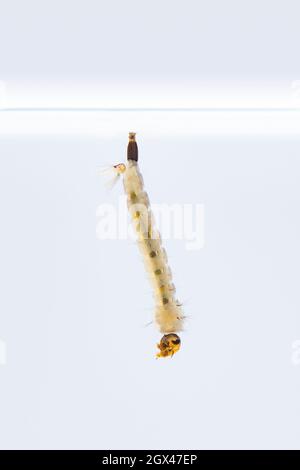 Larva zanzara in acqua isolato su sfondo bianco Foto Stock