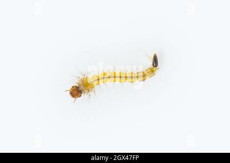 Larva zanzara in acqua isolato su sfondo bianco Foto Stock