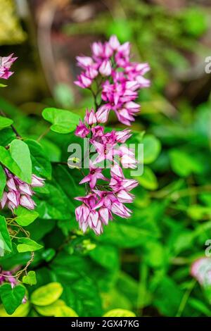 Gentianaceae è una famiglia di piante fiorite di 103 generi e circa 1600 specie. Foto Stock