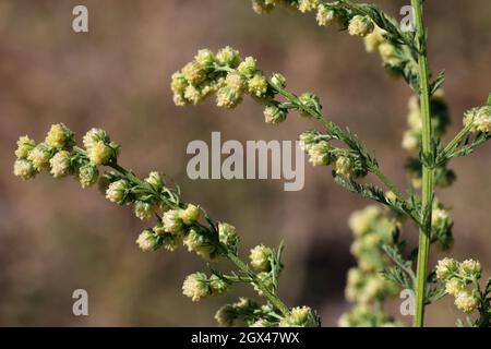 Artemisia annua, Annie dolce, Sagewort dolce, Armoise annuelle, Compositae. Piante selvatiche sparate in estate. Foto Stock