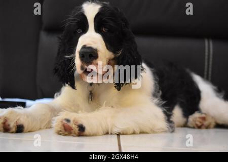 14 settimane Inglese Springer Spaniel Foto Stock