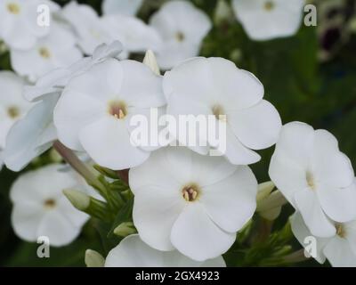 Alcuni fiori phlox bianchi, una foto macro. Fiori bianchi in primo piano. Foto Stock