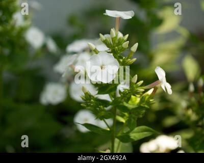 Alcuni fiori di flox bianco, un primo colpo. Foto Stock