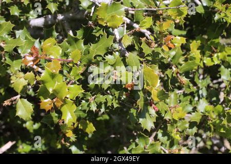 Quercus coccifera, Kermes Oak, Fagaceae. Piante selvatiche sparate in estate. Foto Stock
