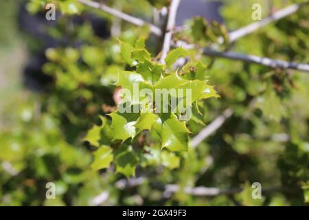 Quercus coccifera, Kermes Oak, Fagaceae. Piante selvatiche sparate in estate. Foto Stock