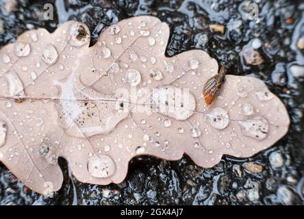 Stoccarda, Germania. 4 ottobre 2021. Le gocce di pioggia si raccolgono su una foglia di colore autunnale adagiata su un marciapiede. Credit: Bernd Weißbrod/dpa/Alamy Live News Foto Stock