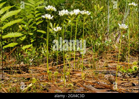 Colonia di flytrap Venere fioriti bianchi, Dionaea muscipula, Carolina del Nord, USA Foto Stock