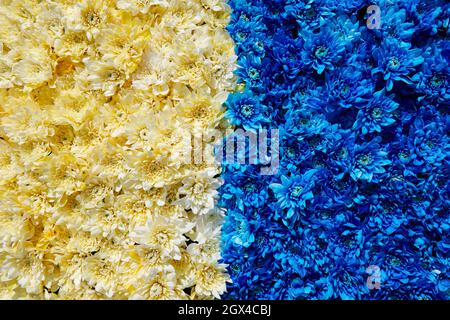 Sfondo di crisantemi blu e giallo. Enorme bouquet di fiori. Vista dall'alto. Contrasto colore. Foto orizzontale. Foto Stock