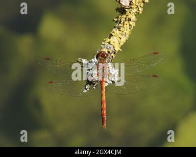 Common Darter - maschio su lichen ramo coperto Sympetrum striolatum Essex, UK IN001403 Foto Stock