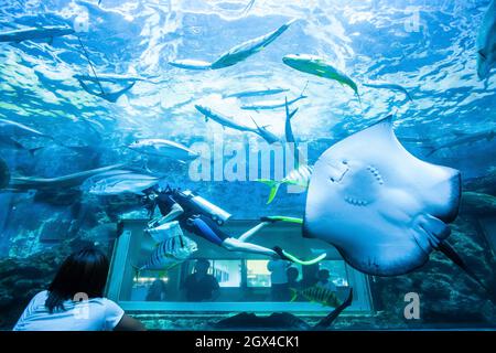 Famiglia asiatica che guarda subacqueo subacqueo subacqueo in acquario con razze e altri pesci di acqua di mare. Foto Stock