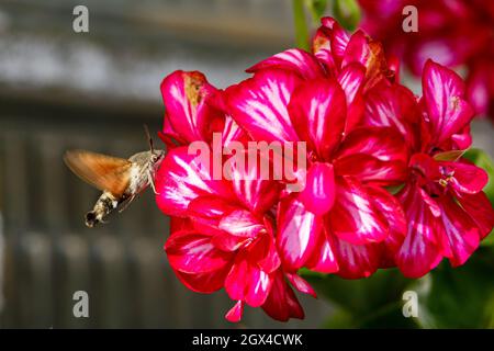 Una farfalla di coda di piccione ad un fiore Foto Stock