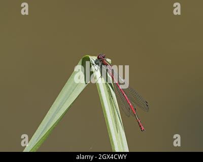 Grande rosso Damselfly - sul litorale vegetazione Pirrosoma nymphula Essex, UK IN001906 Foto Stock