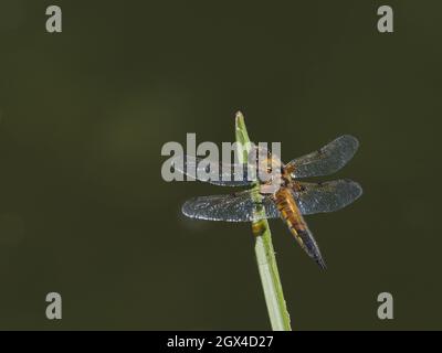 Four Spoted Chaser Dragonfly - Perched Libellula quadrimaculata Essex, UK IN001962 Foto Stock