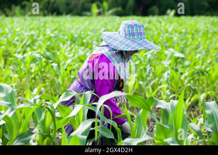 Coltivatore di tribù Lahu femmina che applica fertilizzante per piantagione di mais. Stagione delle piogge. Provincia di Chiang Rai, Tailandia del Nord. Foto Stock