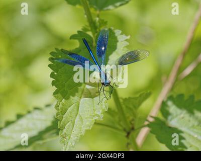 BANded Demoiselle Dragonfly - maschio Calopteryx splendens Essex, UK IN002012 Foto Stock