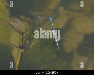 Comune Blue Damselfly - Coppia in volo Enallagma cyathigerum Essex, UK IN002191 Foto Stock