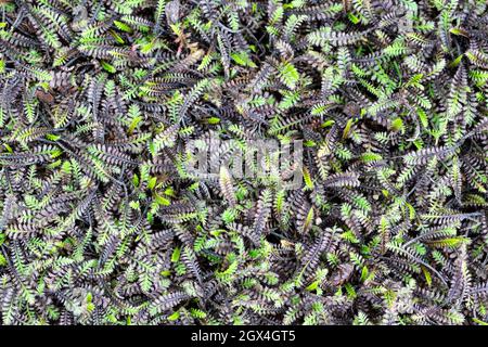 Pianta di bottoni di Ottone verde, Leptinella squalida, una piccola pianta di terra-coperta. Foto Stock