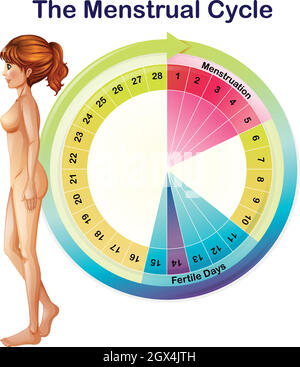 Vettore del ciclo mestruale Illustrazione Vettoriale