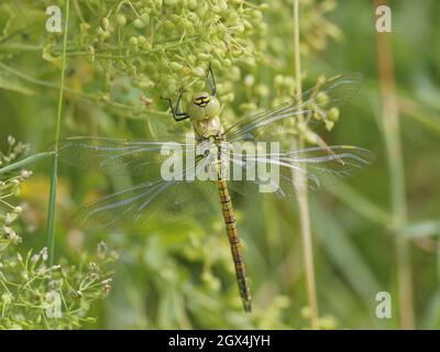 Southern Migrant Hawker Dragonfly - maschio immaturo Aeshna affinis Essex, UK IN002398 Foto Stock