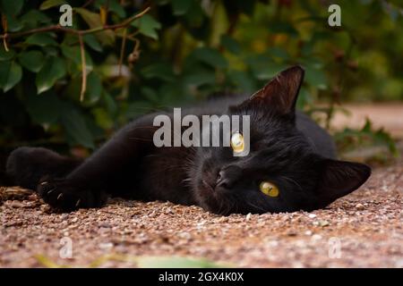 Gatto nero erba verde. Ritratto di un bel gatto triste con occhi arancioni adagiati a terra nel giardino. Un gattino parassita guarda direttamente nella fotocamera Foto Stock