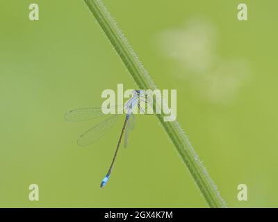 Damselfly Ischnura elegans Essex, Regno Unito IN002488 Foto Stock